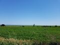 roumanie 002
